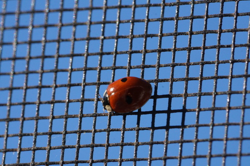 Two-spotted Lady Beetle photographed in Massachusetts