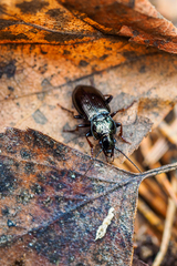 Pterostichus oblongopunctatus