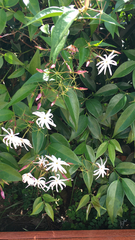 Jasminum polyanthum