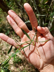 Phoradendron quadrangulare