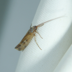 Limnephilus lunatus