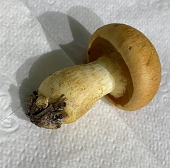 Gymnopilus subspectabilis