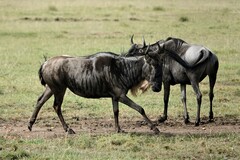 Connochaetes taurinus mearnsi