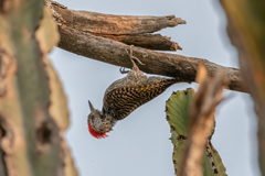 Chloropicus fuscescens