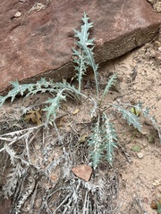 Cirsium arizonicum