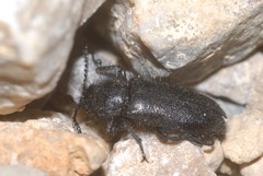 Enicopus ater