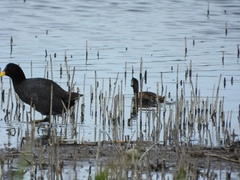 Fulica rufifrons