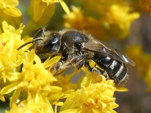 White-banded Sweat Bee photo 4
