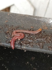 Eisenia fetida