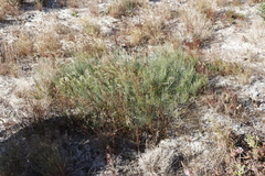 Lebeckia