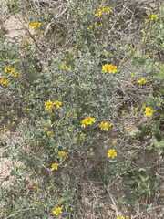 Bahiopsis microphylla