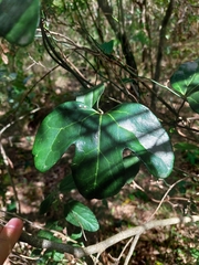 Aristolochia macroura