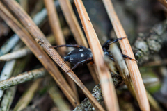 Callilepis nocturna