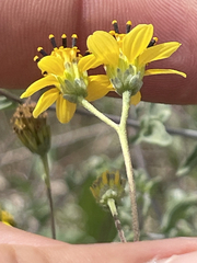 Bahiopsis microphylla