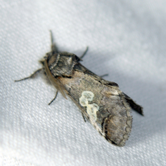 Diloba caeruleocephala