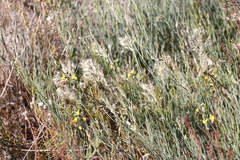 Lebeckia