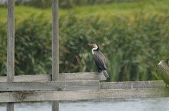 Phalacrocorax carbo lucidus