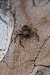 Coriarachne depressa