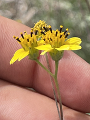 Bahiopsis microphylla
