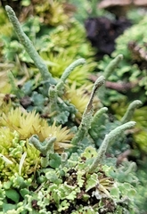 Cladonia coniocraea