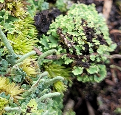 Cladonia coniocraea