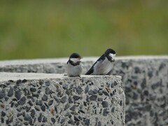 Hirundo albigularis