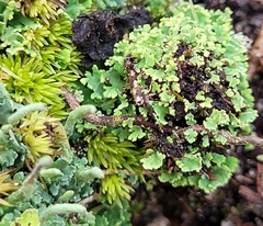 Cladonia coniocraea