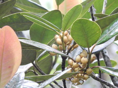 Clusiaceae