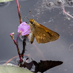 Utricularia purpurea