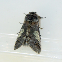 Diloba caeruleocephala