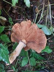 Gymnopilus ventricosus