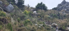 Columba guinea