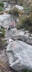 Columba guinea