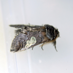 Diloba caeruleocephala