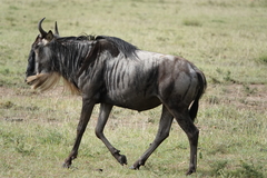 Connochaetes taurinus mearnsi