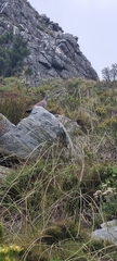 Columba guinea