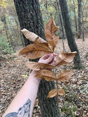 Carya tomentosa