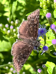Erynnis tristis