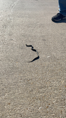 Lampropeltis holbrooki