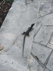 Algyroides nigropunctatus