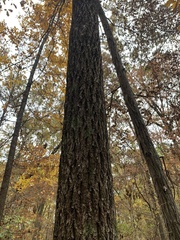 Carya tomentosa