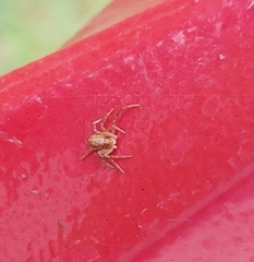 Philodromus dispar