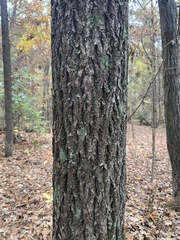 Carya tomentosa
