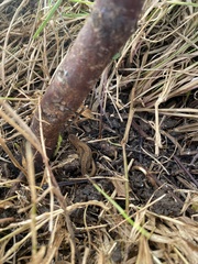 Lissotriton vulgaris