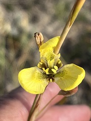 Moraea bellendenii
