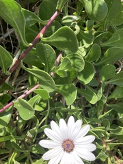 Dimorphotheca fruticosa