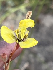 Moraea bellendenii