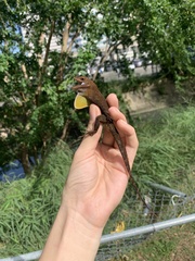 Anolis cristatellus cristatellus