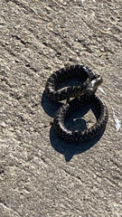 Lampropeltis holbrooki