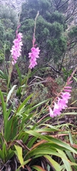 Watsonia borbonica